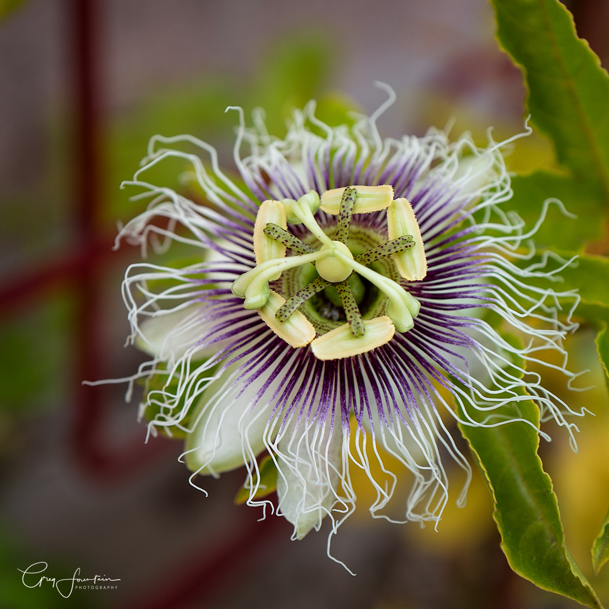 L1030685-Edit-Edit-Edit.jpg