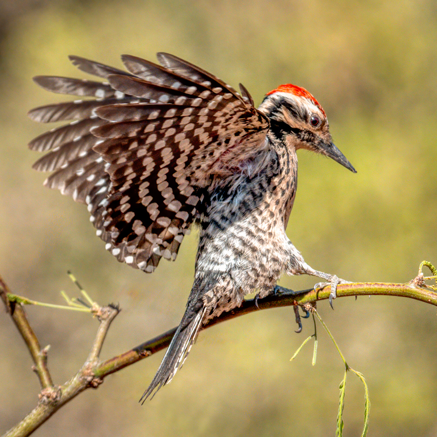 Ladder-backed Woodpecker-03073-Edit.jpg
