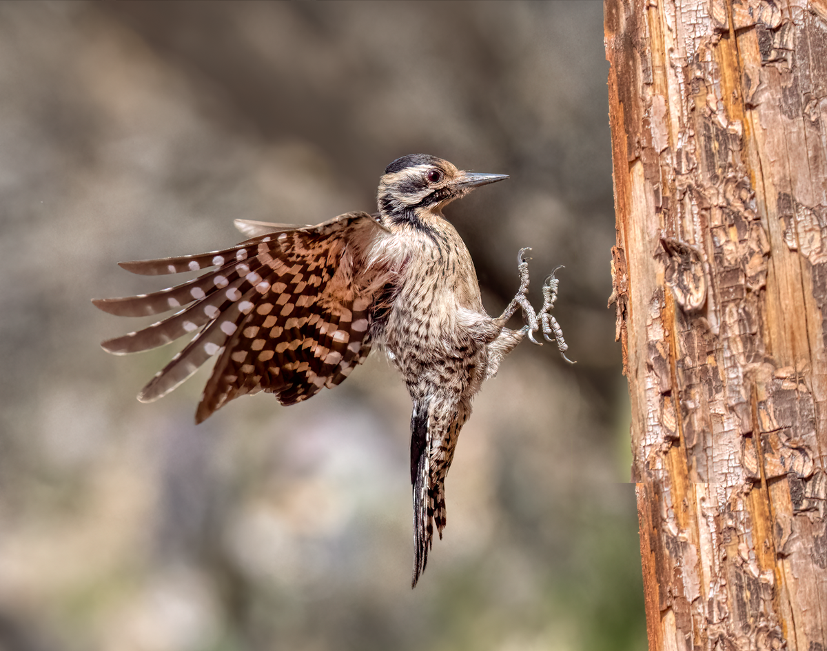  Ladder-backed woodpecker-08467-Edit.png