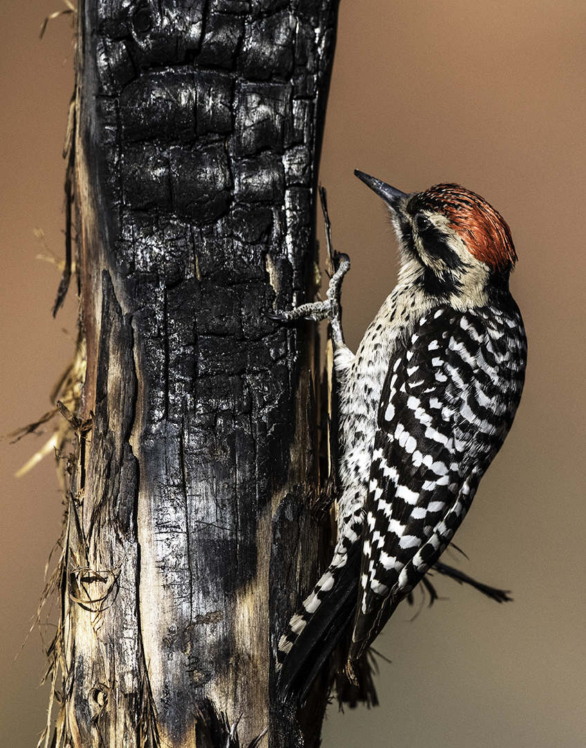 Ladder-backed Woodpecker.jpg