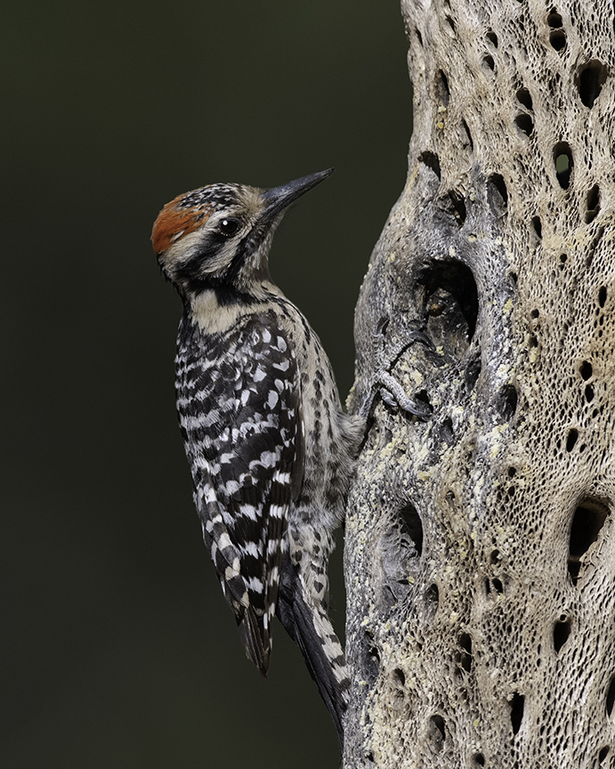Ladderback Woodpecker II.jpg