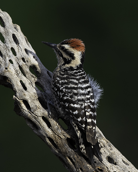 Ladderback Woodpecker.jpg