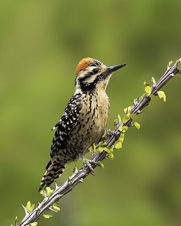 Ladderback  Woodpecker, The Pond at Elephant, AZ.jpg