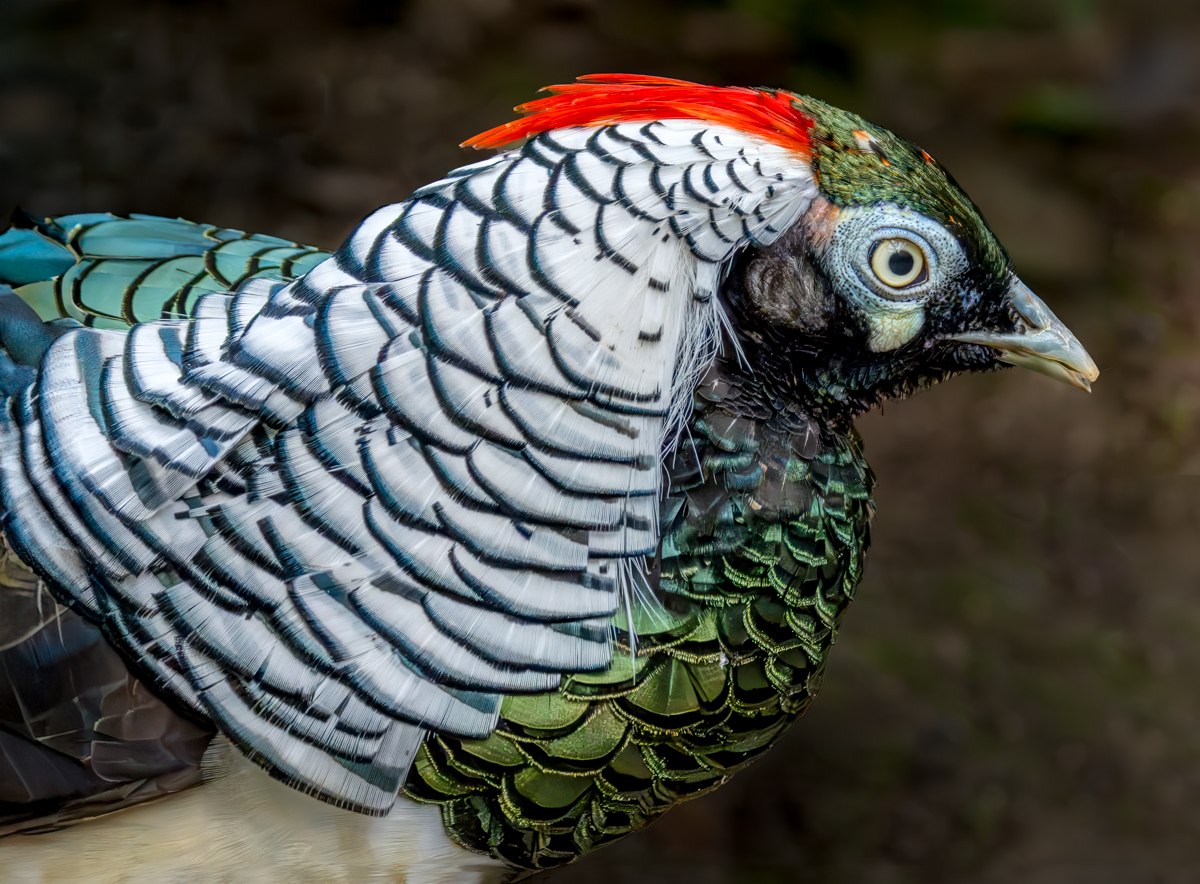 Lady Amherst's pheasant-Edit.jpg