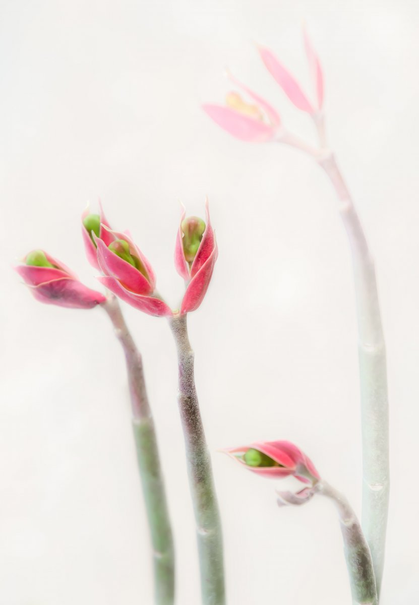 lady slipper_1670-2.jpg