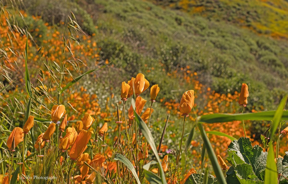Lake Elsinore 10.jpg