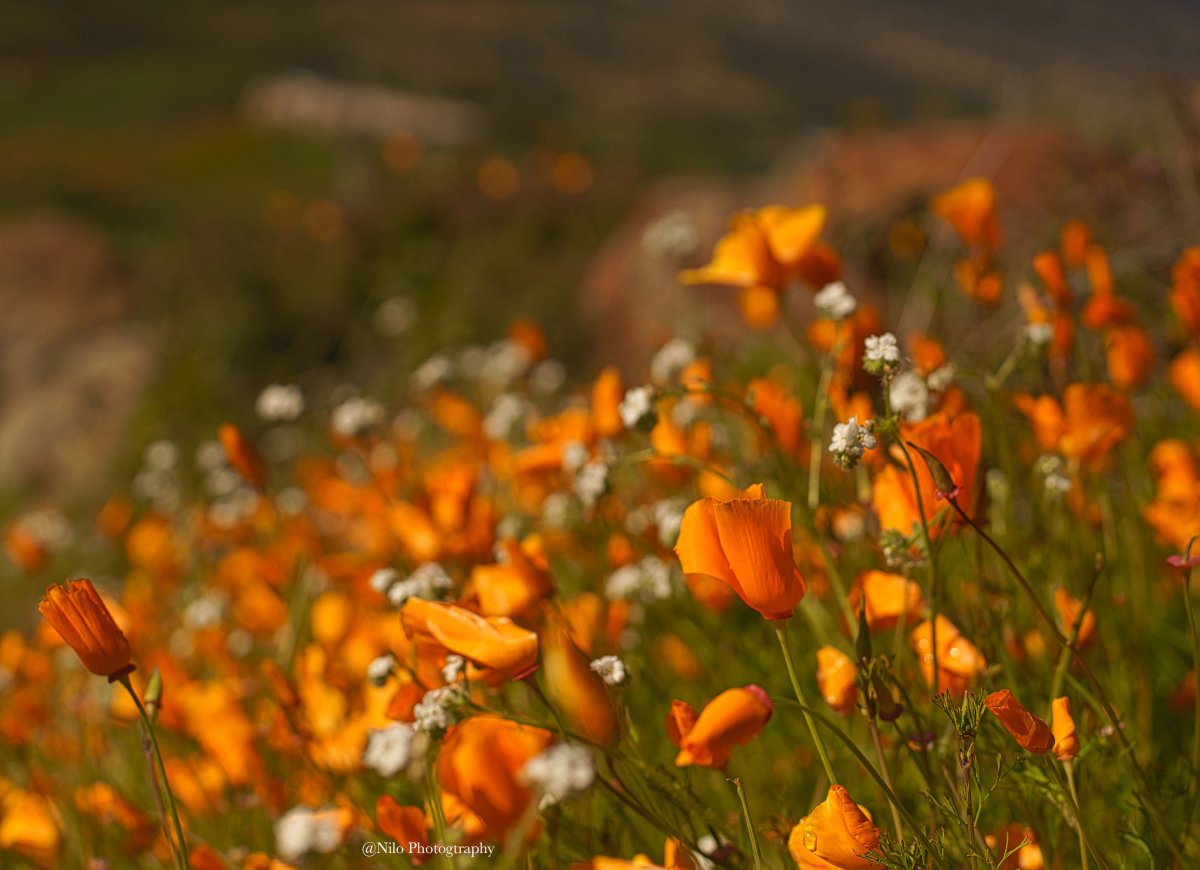 Lake Elsinore 6.jpg