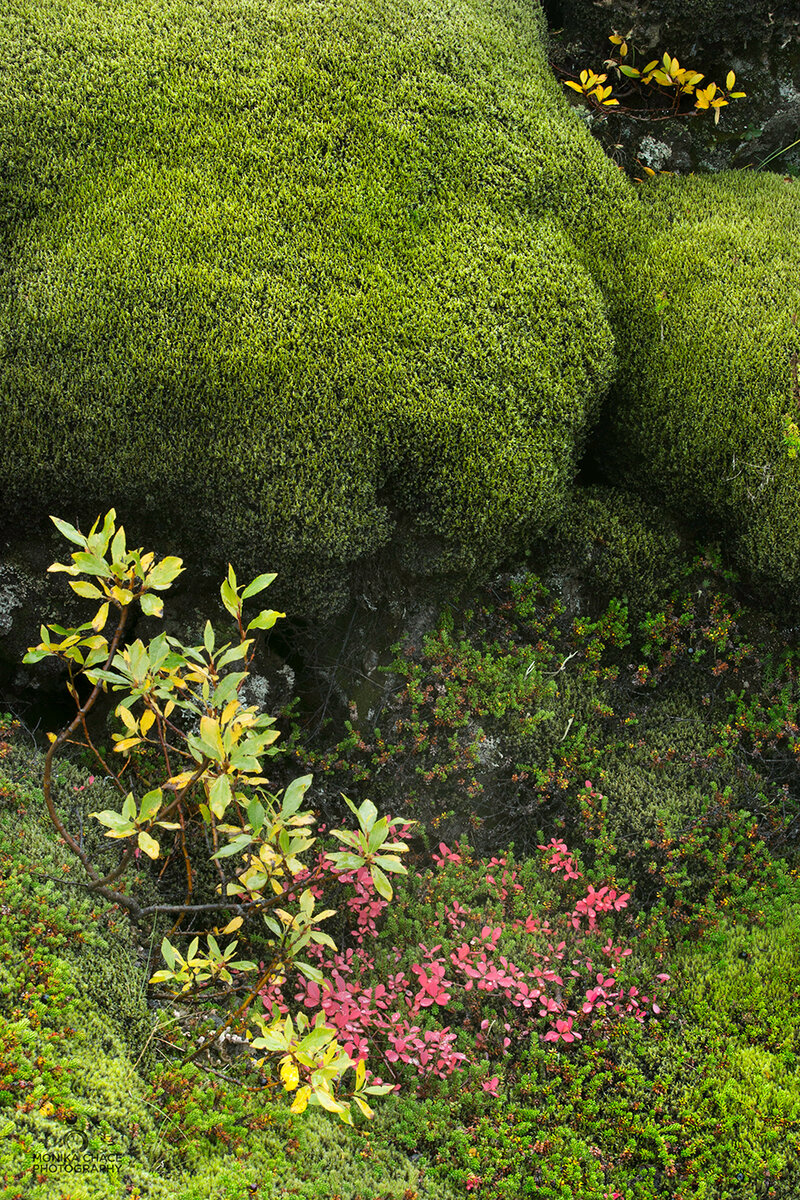 Laki-lava-moss.jpg