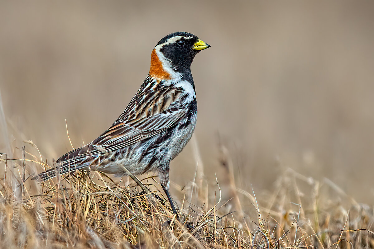 Lapland Longspur FC.jpg
