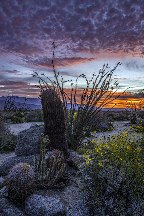 Large Barrel Cactus II.jpg