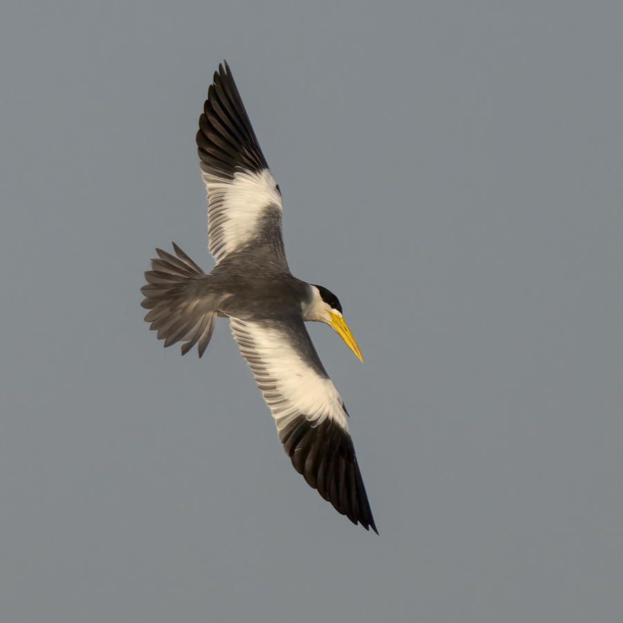 Large-billed Tern-.jpg