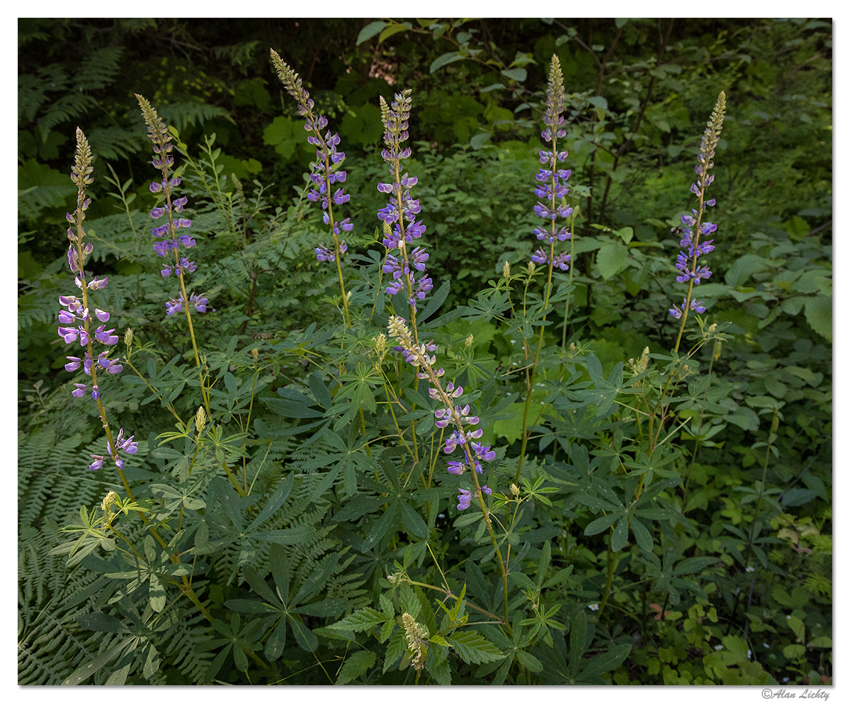 LargeLeavedLupine.jpg
