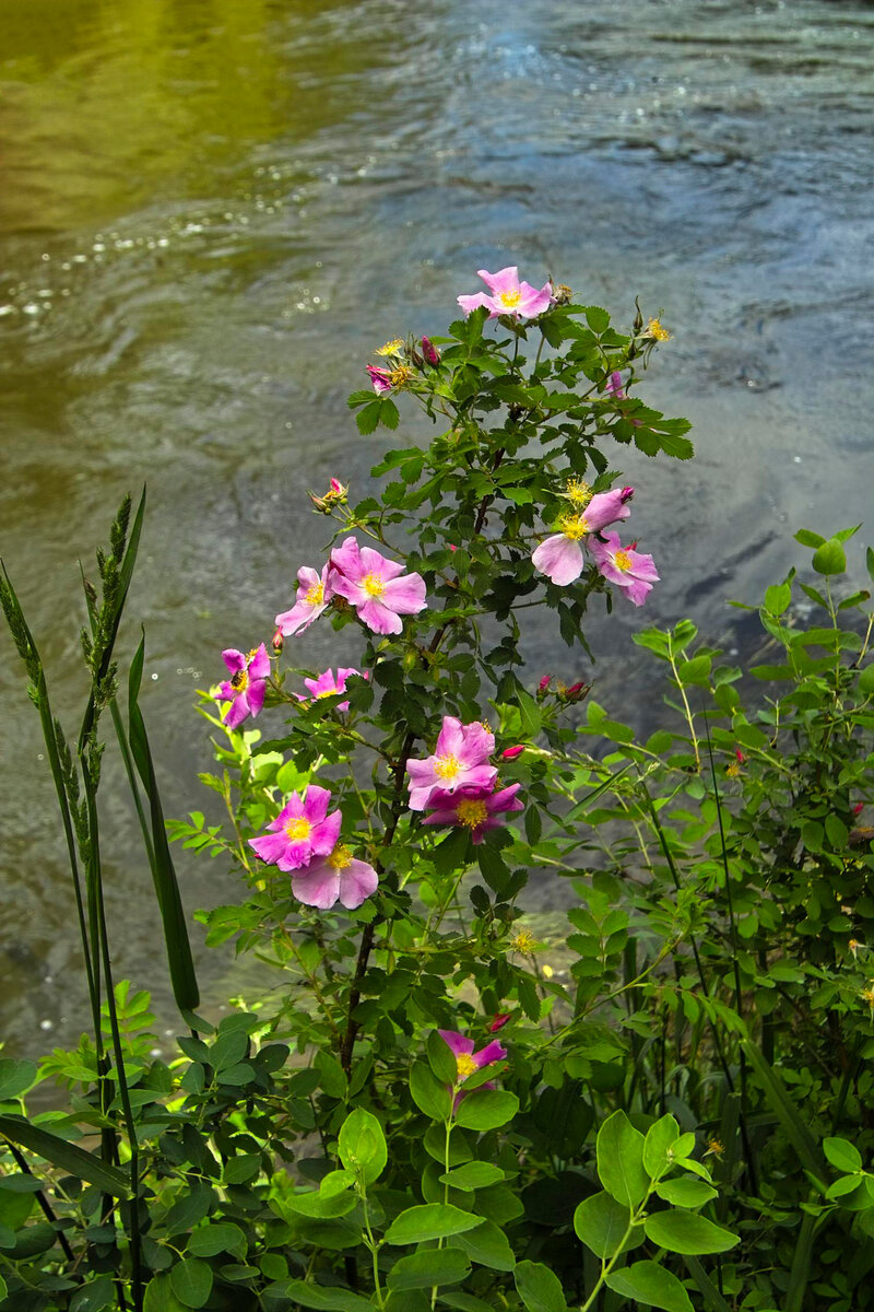Late Spring.jpg