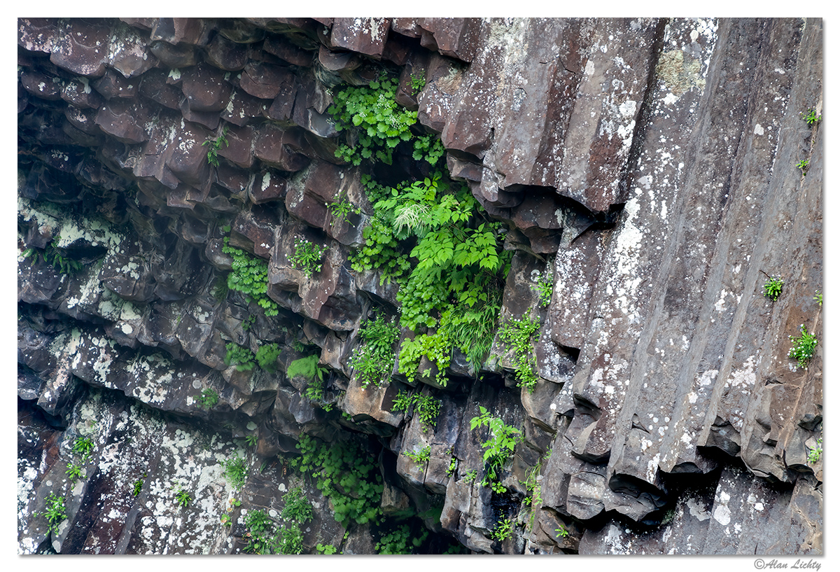 LatourellLichens.jpg