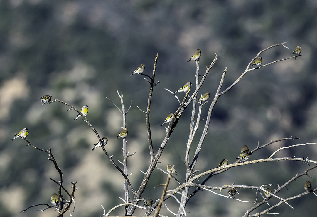 Lawrence Goldfinch outbreak.jpg