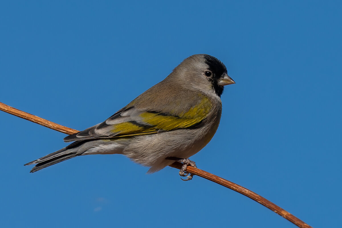 Lawrence's goldfinch-0667-Edit.jpg