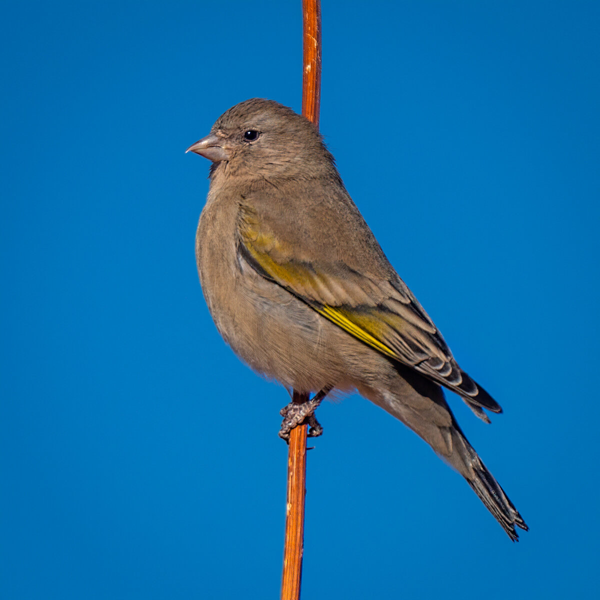 Lawrence's goldfinch-0884-Edit.jpg