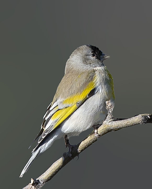 Lawrence's Goldfinch.jpg