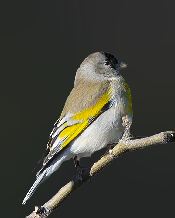 Lawrence's Goldfinch.jpg