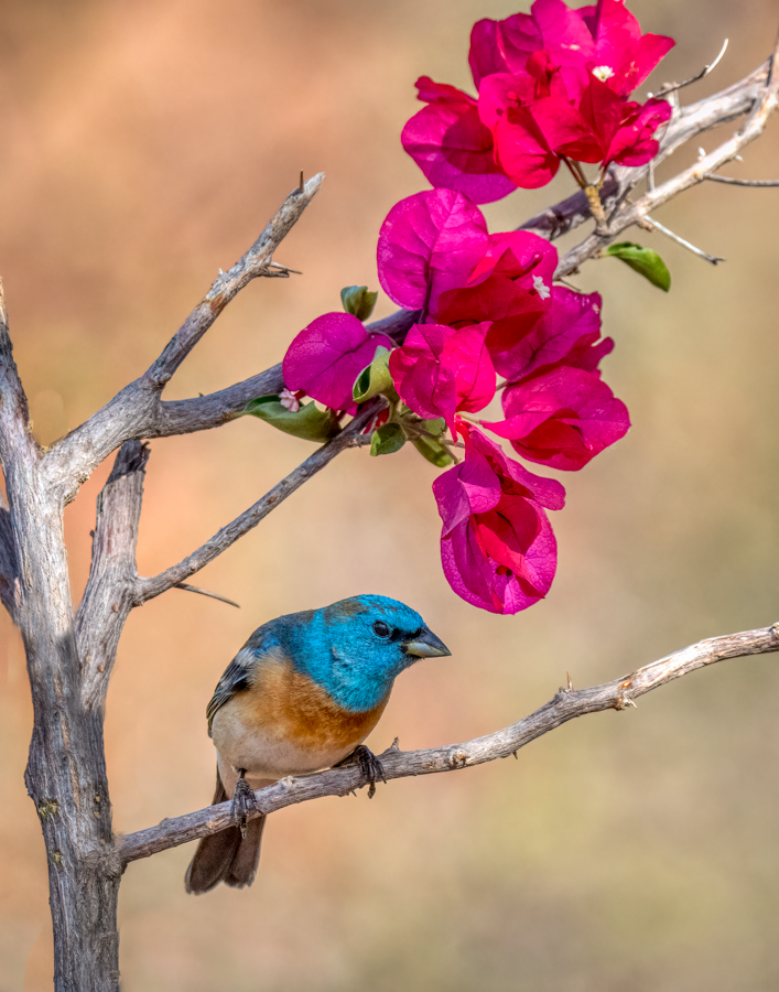 Lazuli Bunting-02976-Edit.png