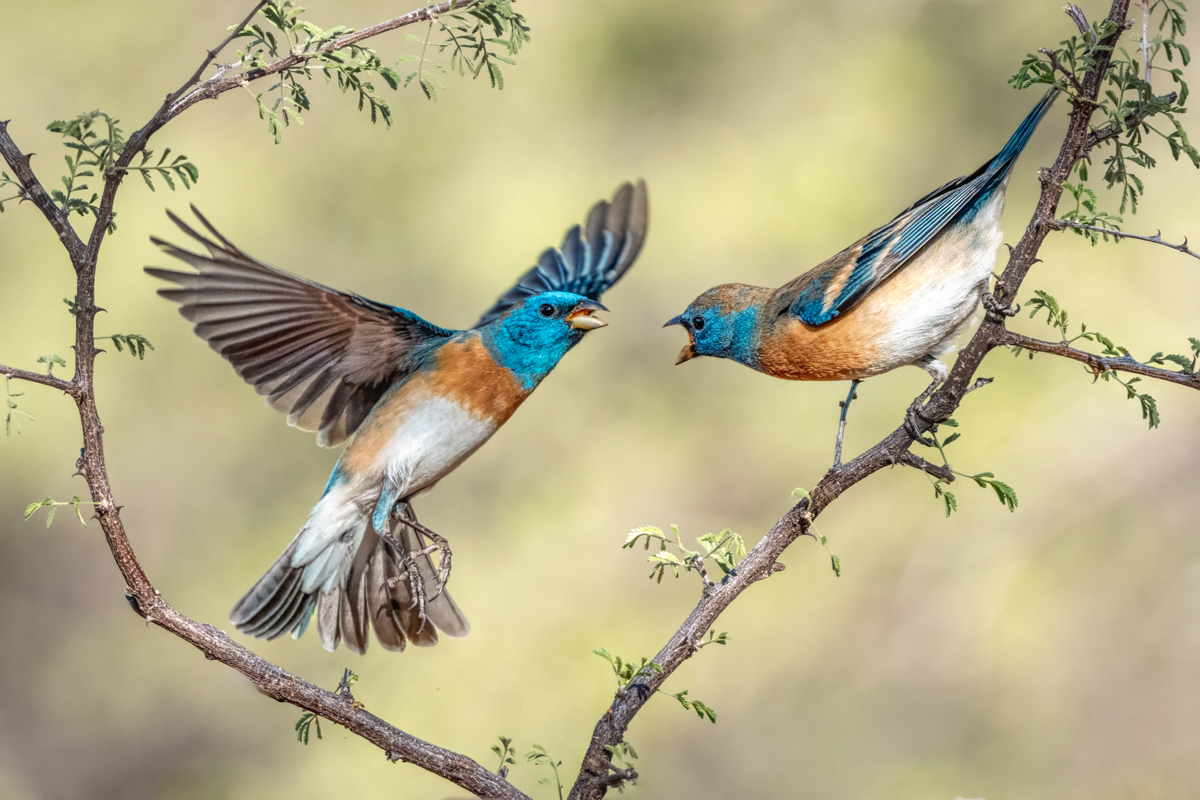 Lazuli Bunting-04683-Edit.jpg