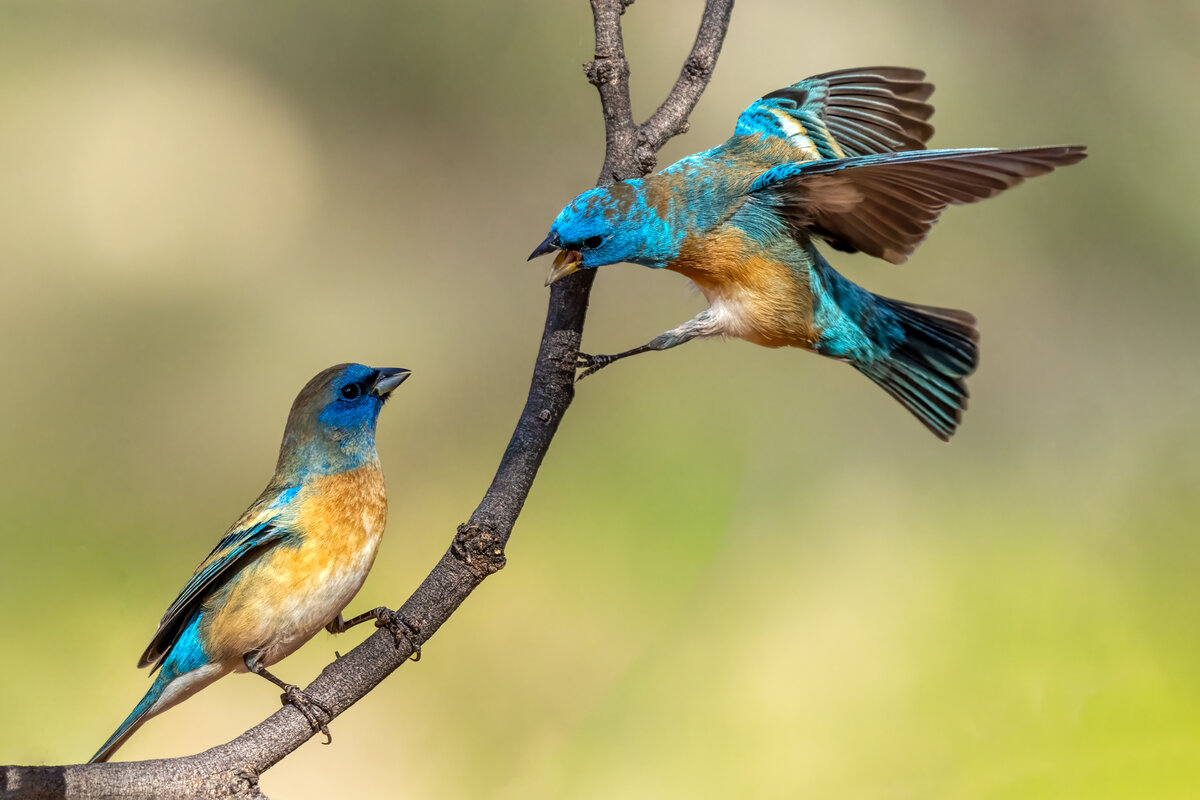 Lazuli bunting-09789-Edit.jpg