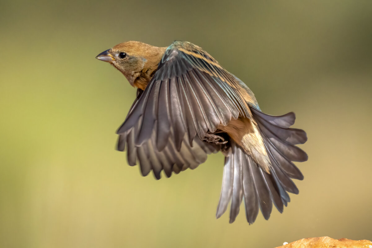 Lazuli bunting-09957-Edit.jpg