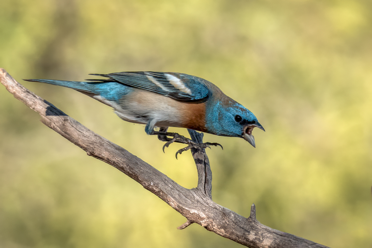 Lazuli bunting 4036-Edit.jpg