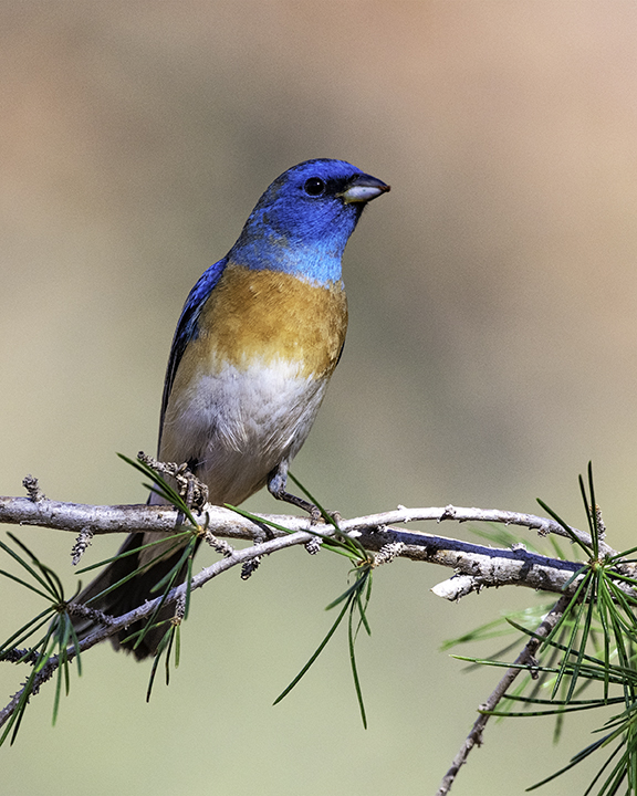 Lazuli Bunting Eric's yard.jpg