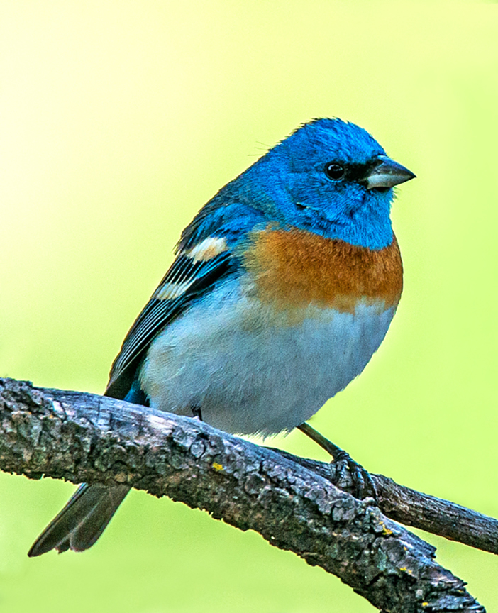 Lazuli Bunting.jpg