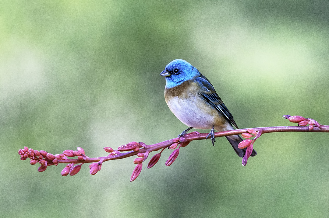 Lazuli Bunting.jpg
