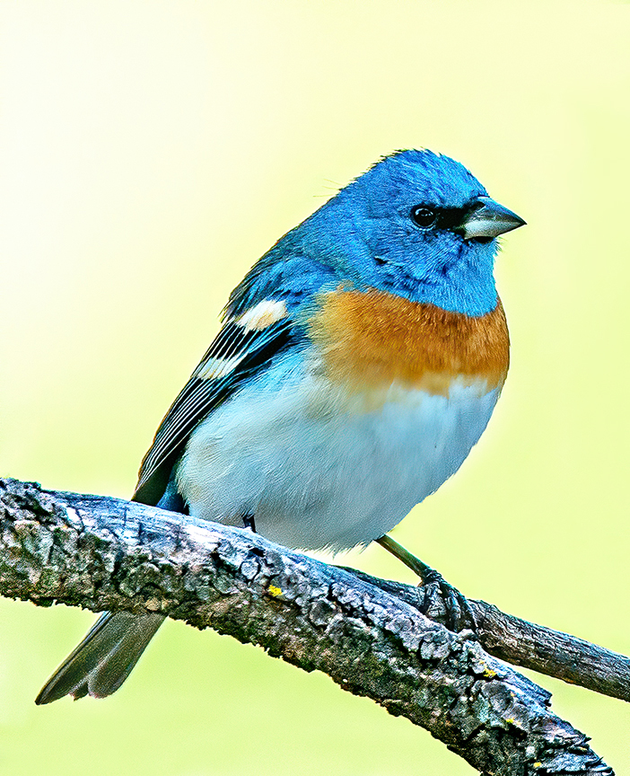 Lazuli Bunting.jpg