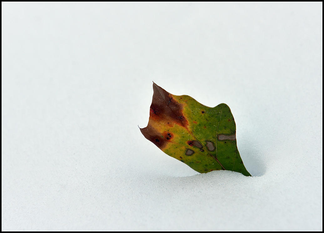 Leaf in Snow.jpg