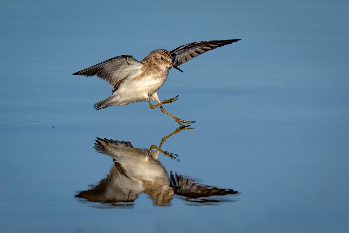 Least sandpiper-06828-Edit.jpg