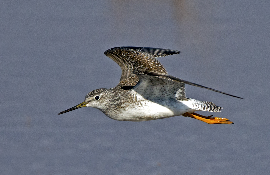 Least Sandpiper flying.jpg
