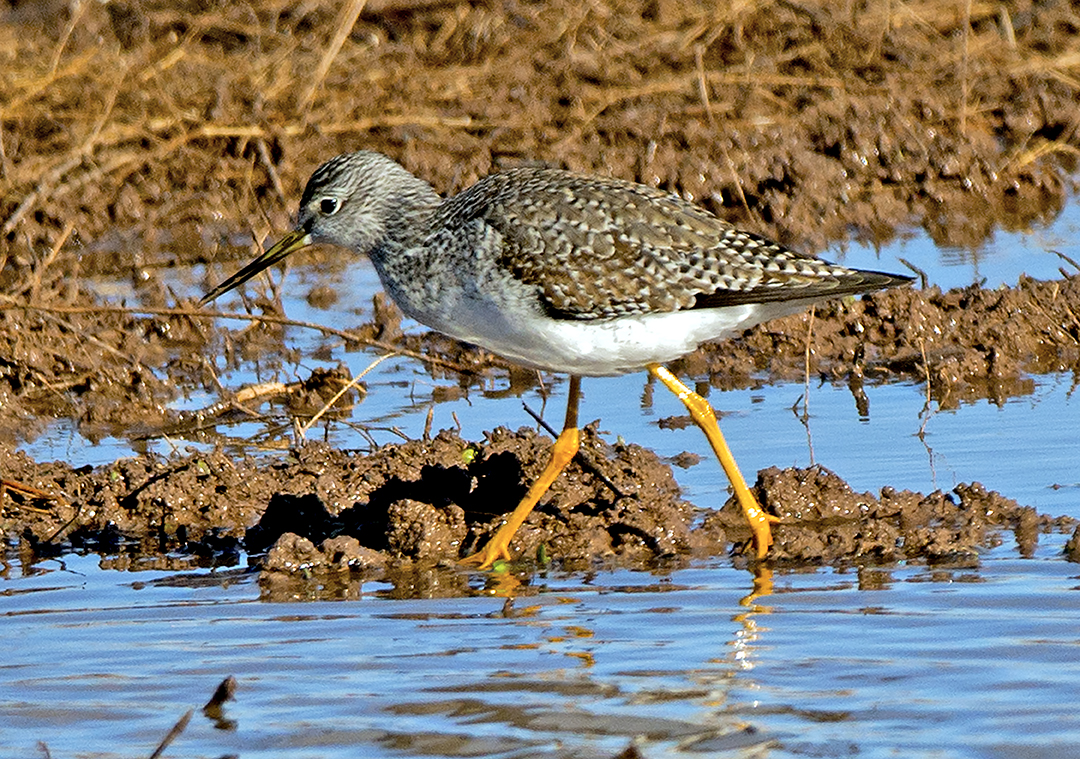 Least Sandpiper.jpg
