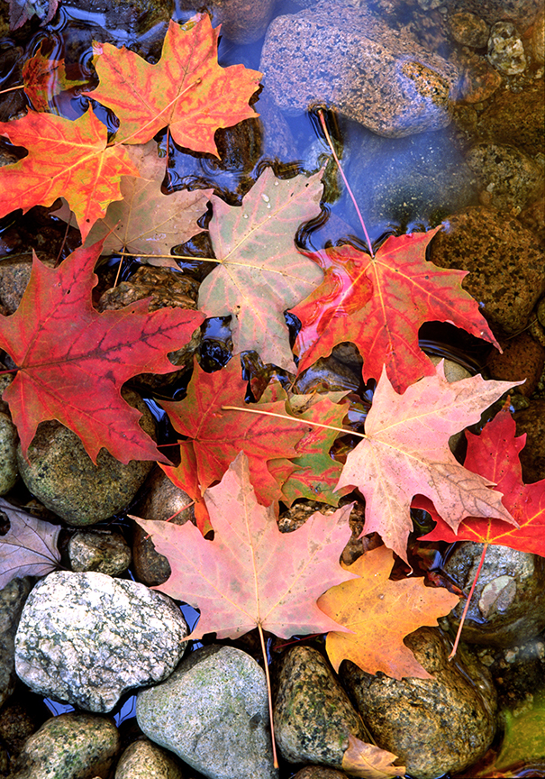 leaves on water.jpg