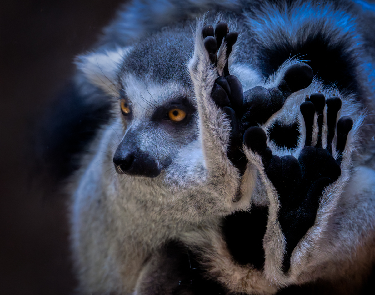 Lemur-05668-Enhanced-NR-Edit.jpg