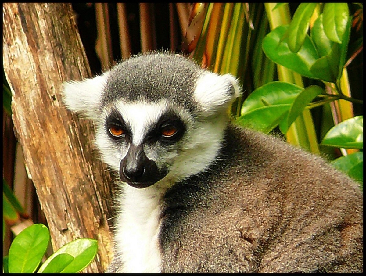 lemur 4.JPG