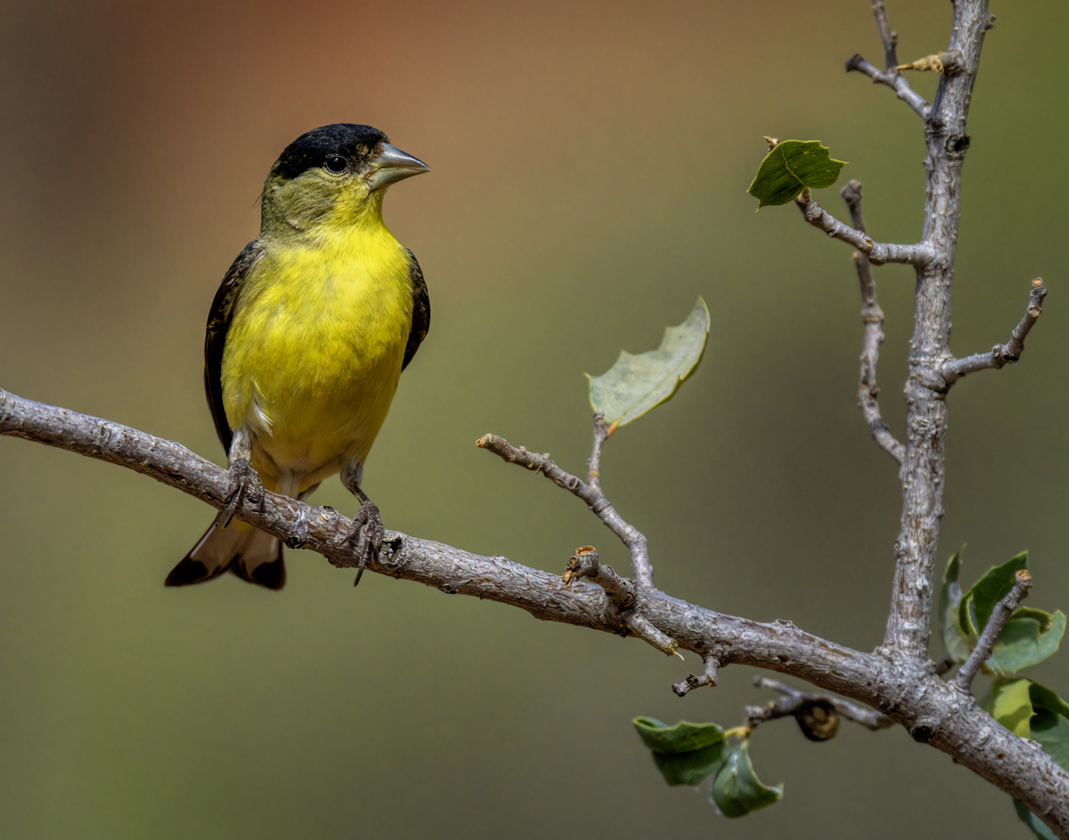 Lesser goldfinch-00591-Edit.jpg