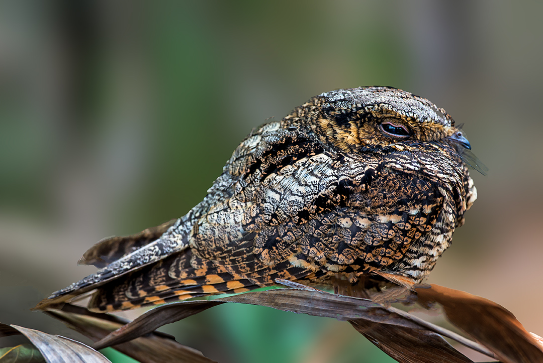 Lesser Nighthawk.jpg