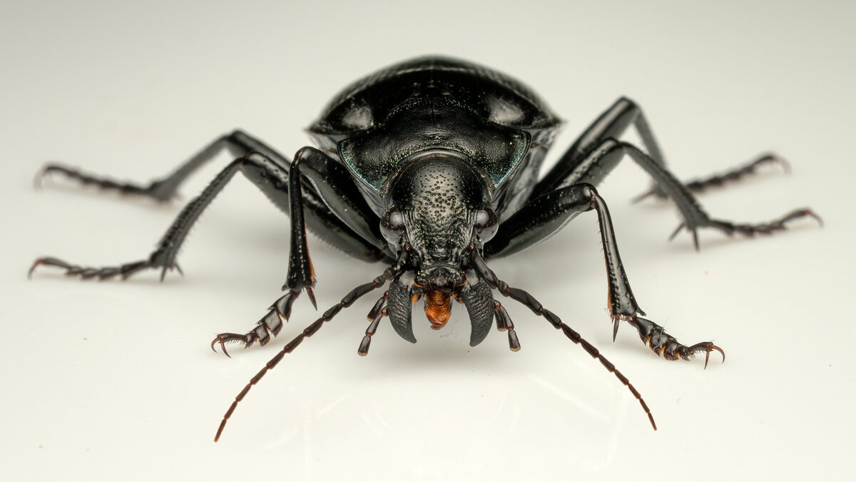 Lesser Searcher Beetle--3.jpg