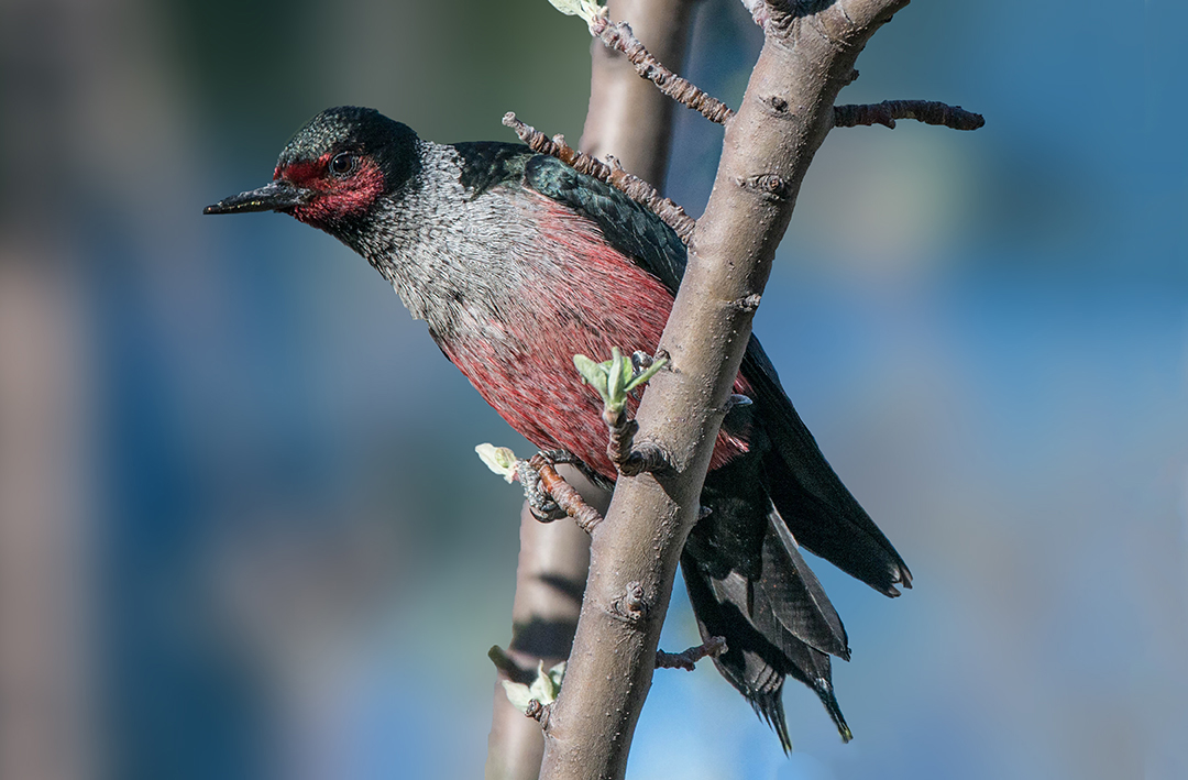 Lewis' Woodpecker (1 of 1).jpg
