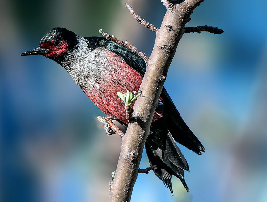 Lewis' Woodpecker.jpg