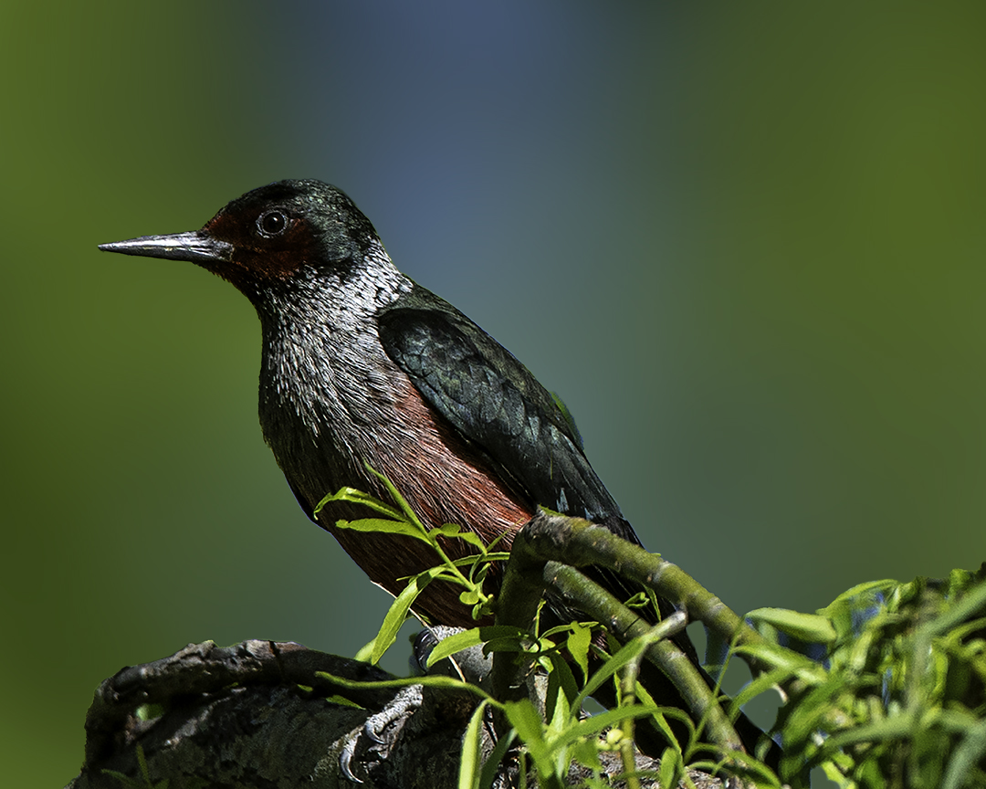 Lewis's Woodpecker.jpg