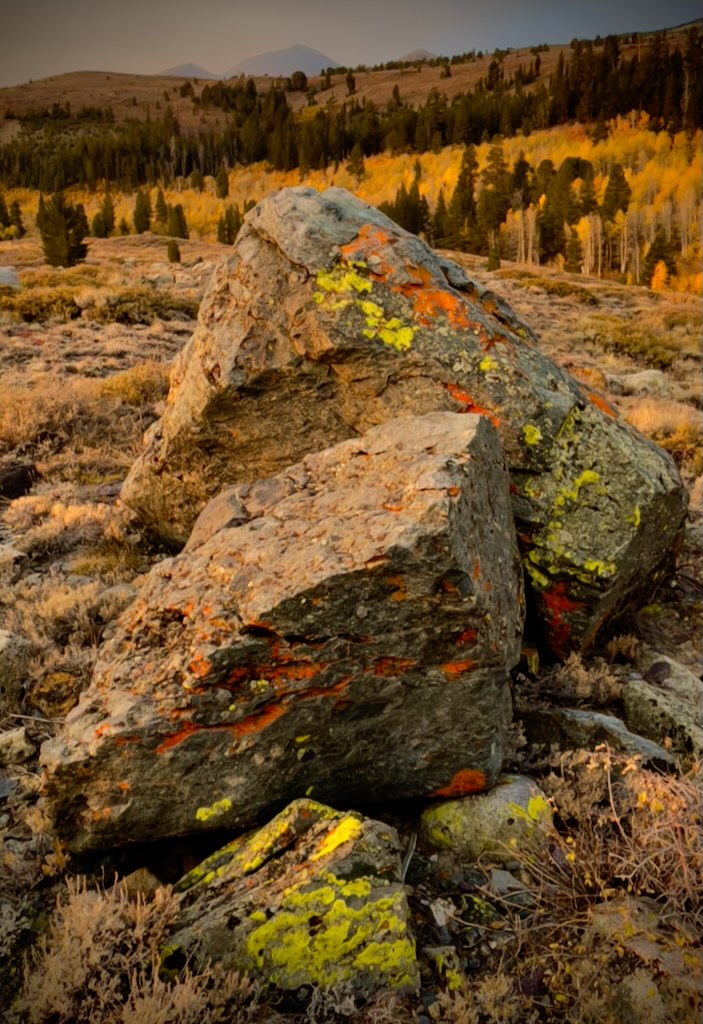lichenrocks2.jpeg