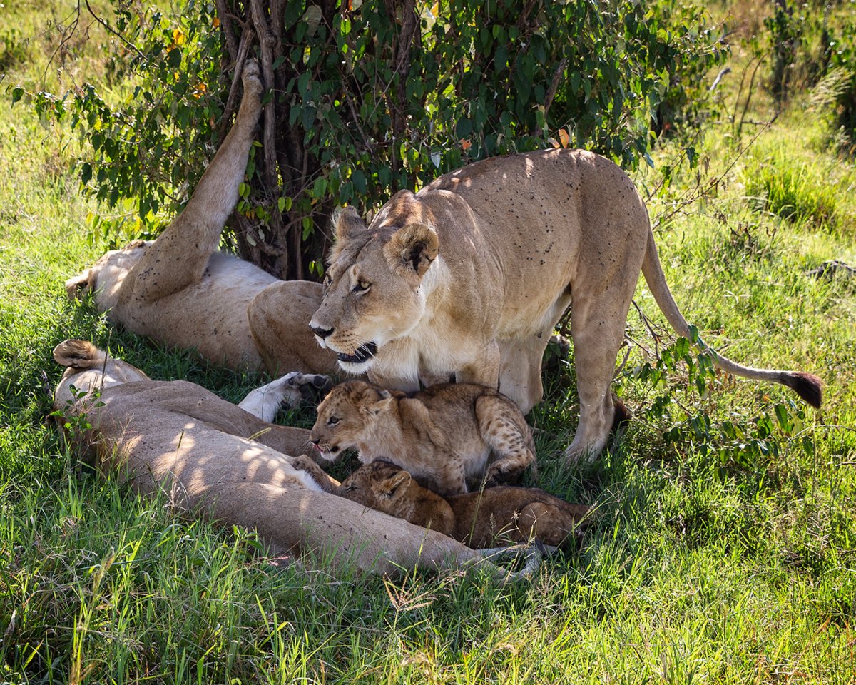 like-mother-like-cub.jpg