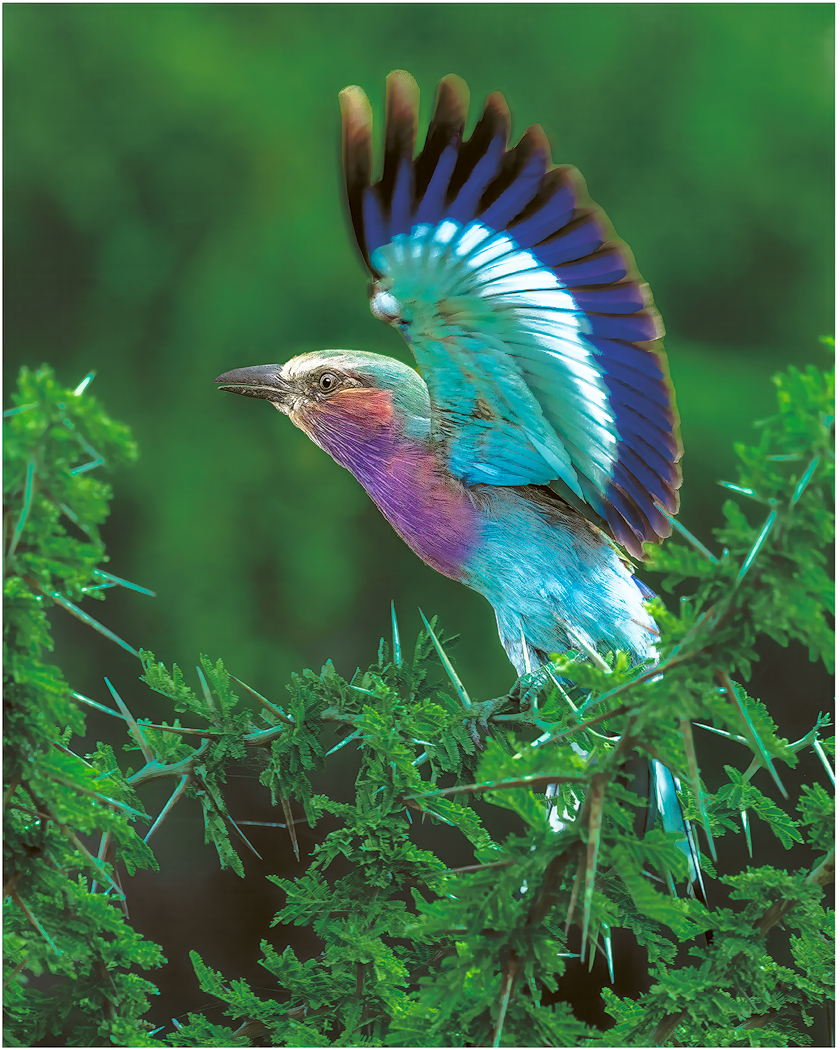 Lilac-Breasted-Roller.jpg