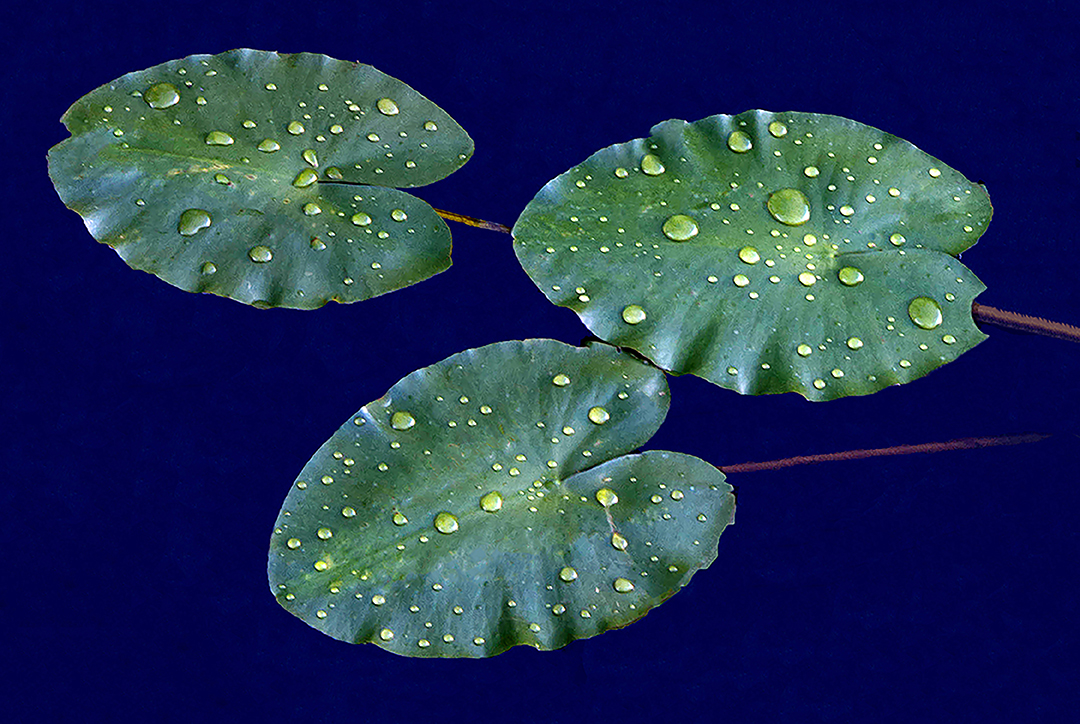 Lily Pads.jpg