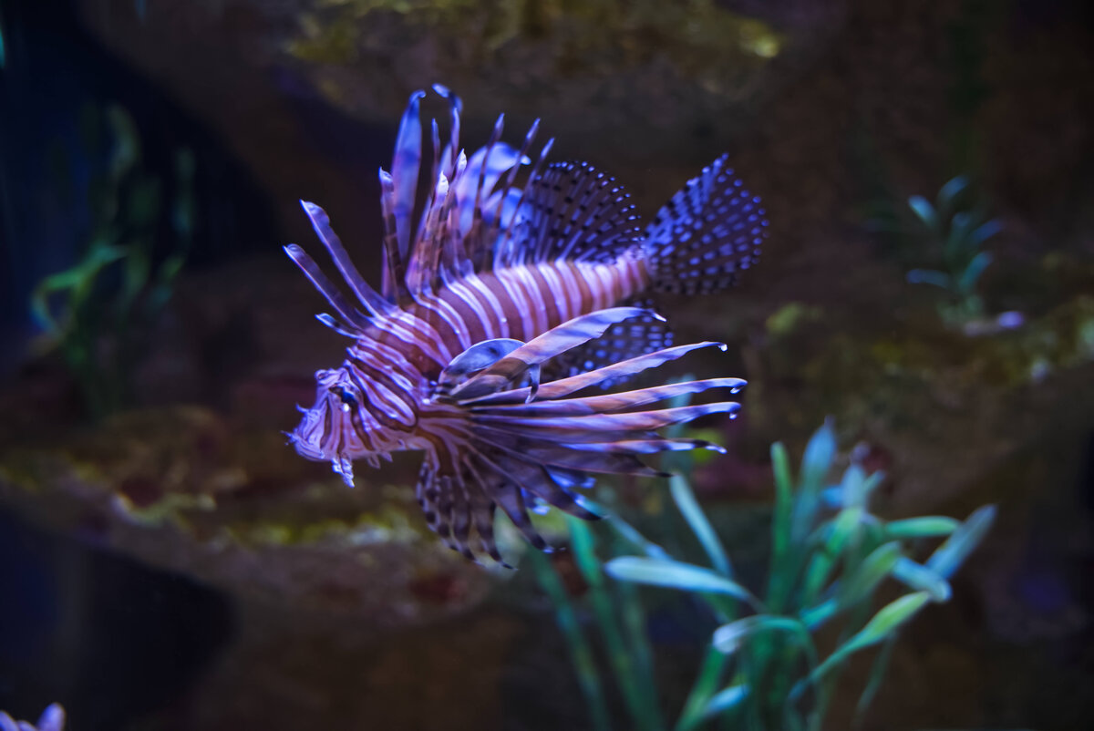 lionfish.jpg